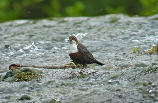Cincle plongeur : le soixantième nichoir posé en Haute-Marne